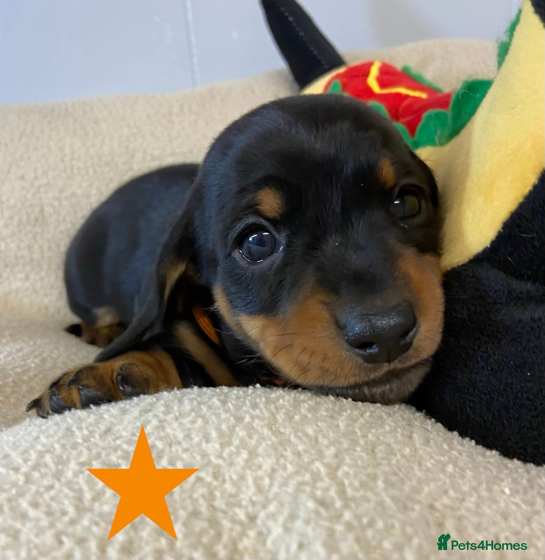 Miniature Dachshund dogs Miniature Smooth Dachshund Boy Puppies  - Advert 9