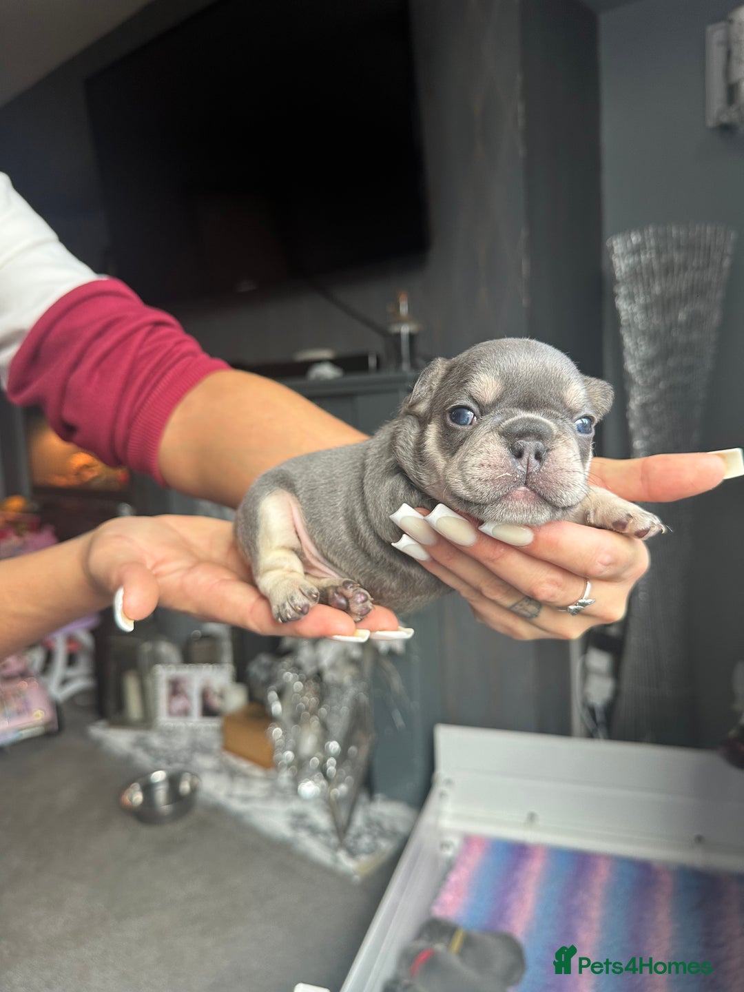 French Bulldog dogs for sale: 2 litters available from Natk9 clinic *JESUS PUPS* - Image 9
