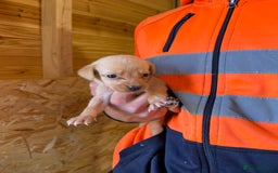 Labrador Retriever dogs for sale: Stunning kc registerd fox Red / Golders labradors  - Image 7