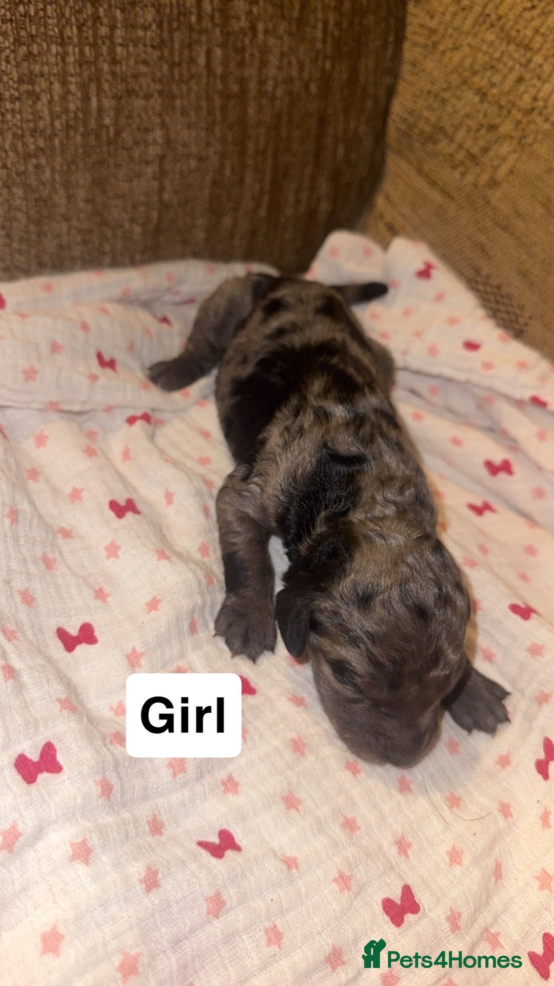 Labradoodle dogs for sale: Stunning tiny labradoodles blue Merle & black - Image 12