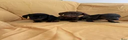Miniature Dachshund dogs for sale: Miniature dachshund puppies ready now - Advert 8