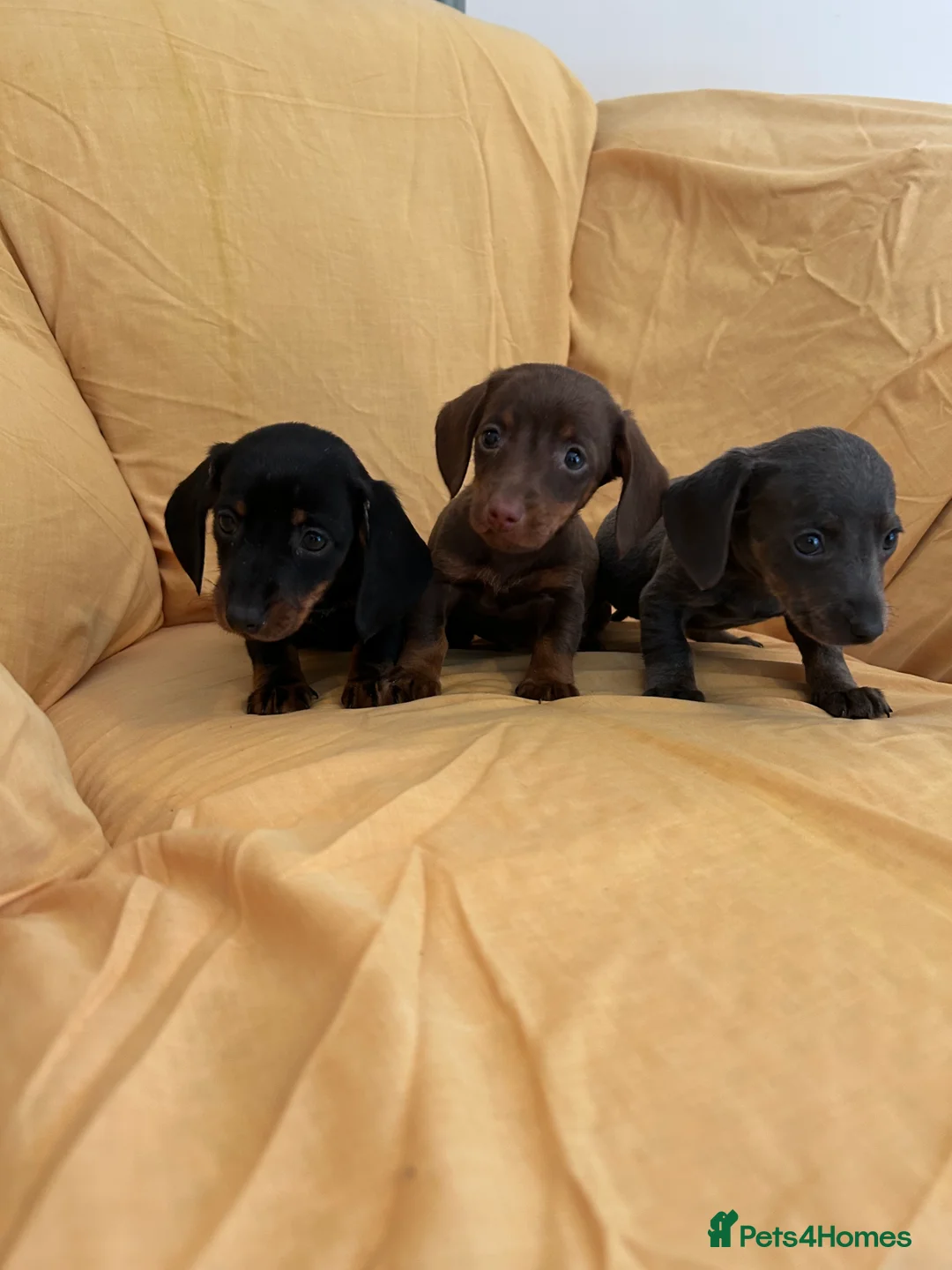 Miniature Dachshund dogs for sale: Miniature dachshund puppies ready now - Advert 8
