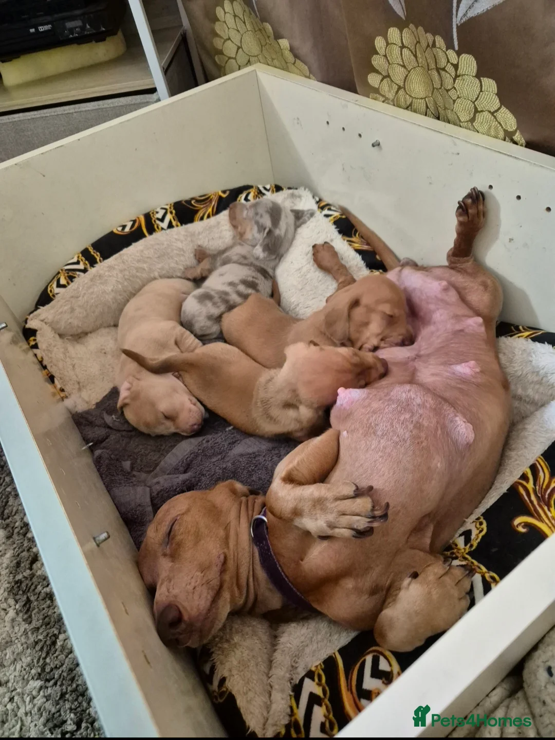 Dachshund dogs for sale: 2 Beautiful male miniature Dachshunds - Advert 2