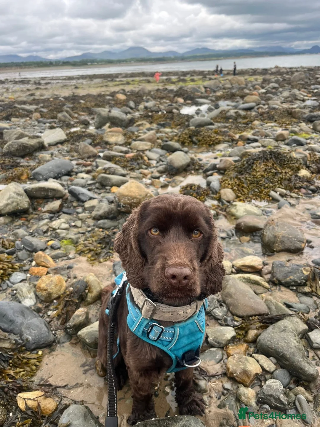 Cocker Spaniel dogs for sale: 2 year old KC cocker spaniel  in Wrexham - Advert 2