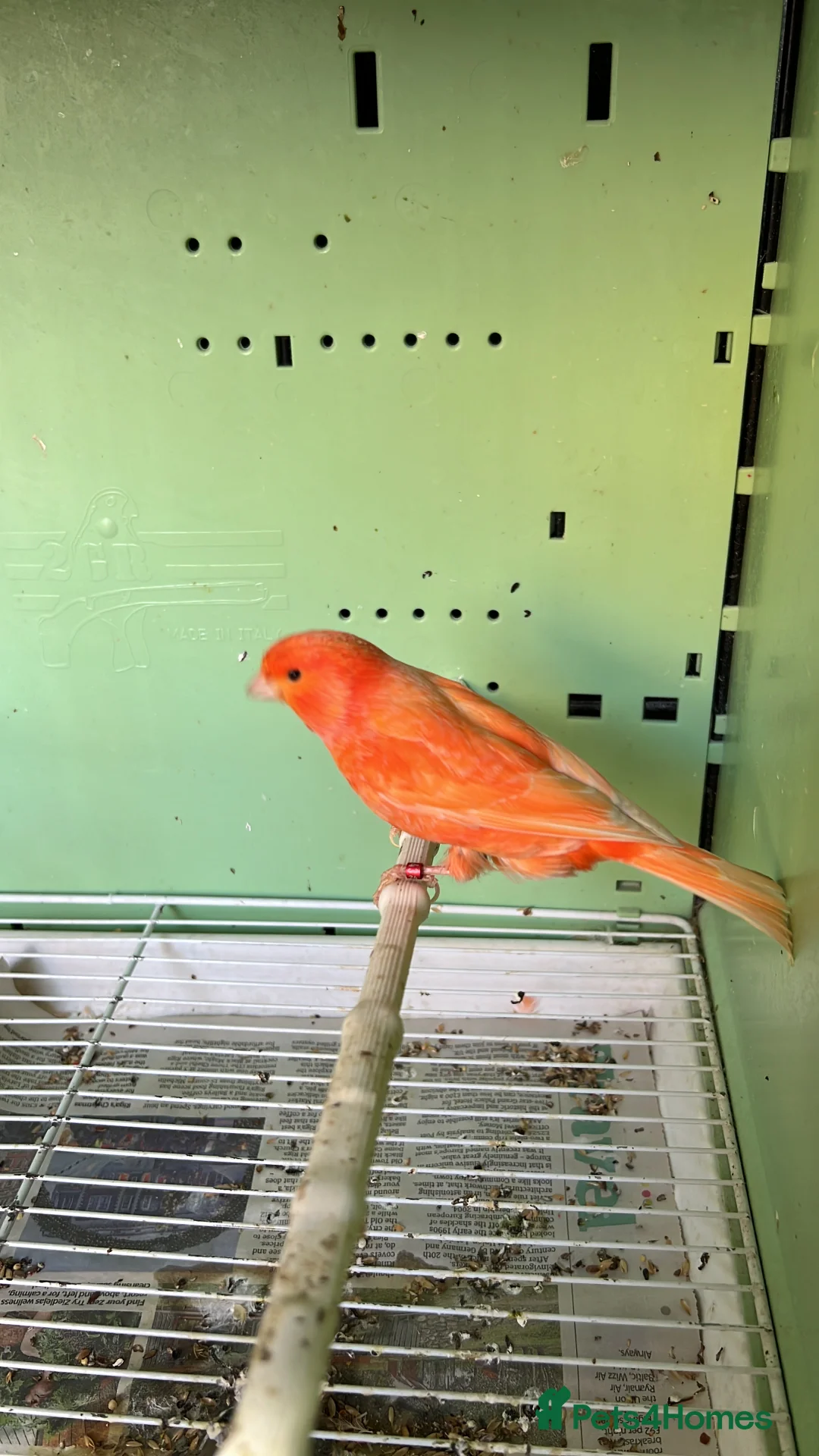 Canaries birds for sale: Canaries for sale  - Advert 10