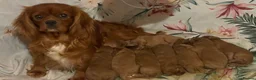 Cavapoo dogs for sale: Tiny toy cavapoos  - Advert 1