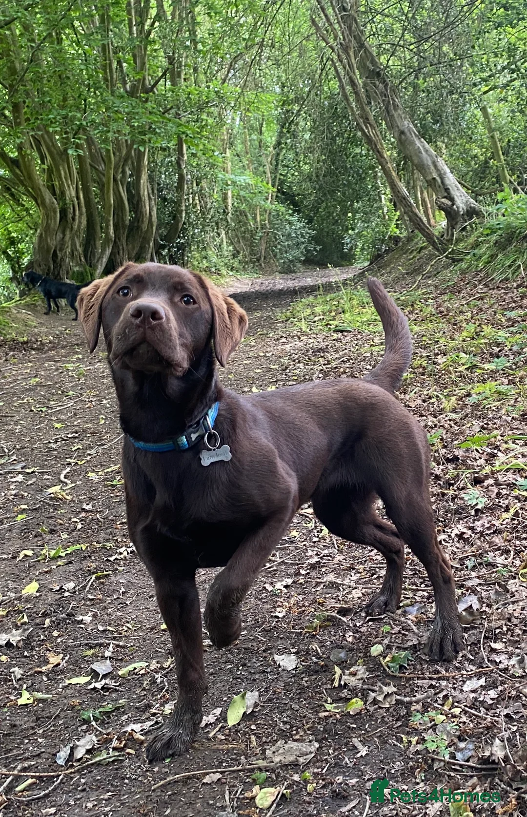 Labrador Retriever dogs for sale: Labrador Retrievers KC Registered 8 puppies - Advert 1