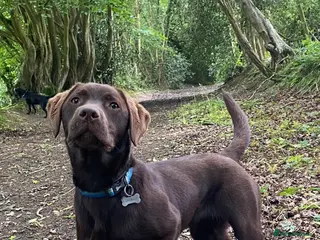 Labrador Retriever dogs Labrador Retrievers KC Registered 8 puppies - Advert 14