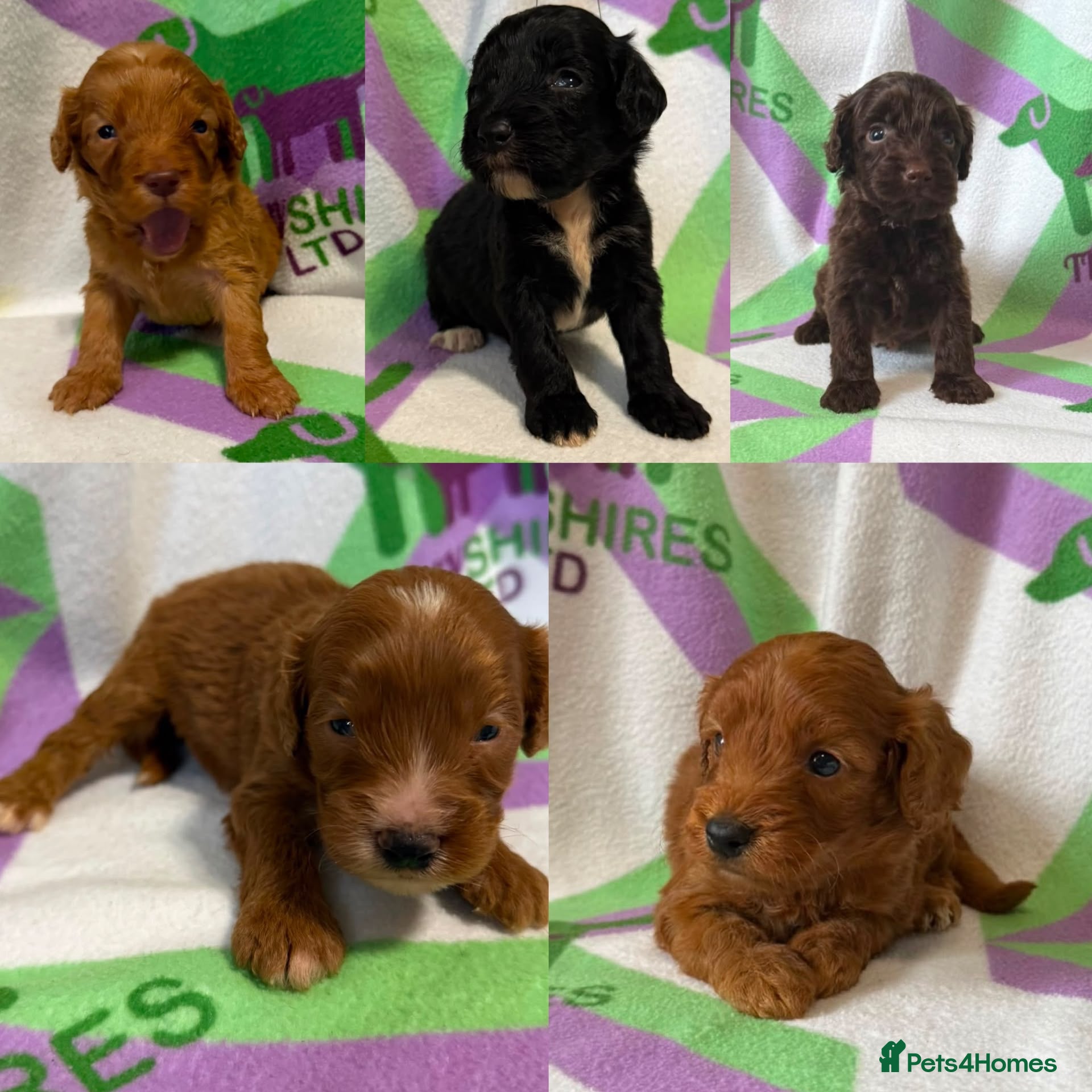 Cockapoo dogs F1 mini Cockapoo’s 30 dna health tested clear  - Advert 1
