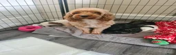 Cockapoo dogs for sale: Cockerpoo puppies  - Advert 1