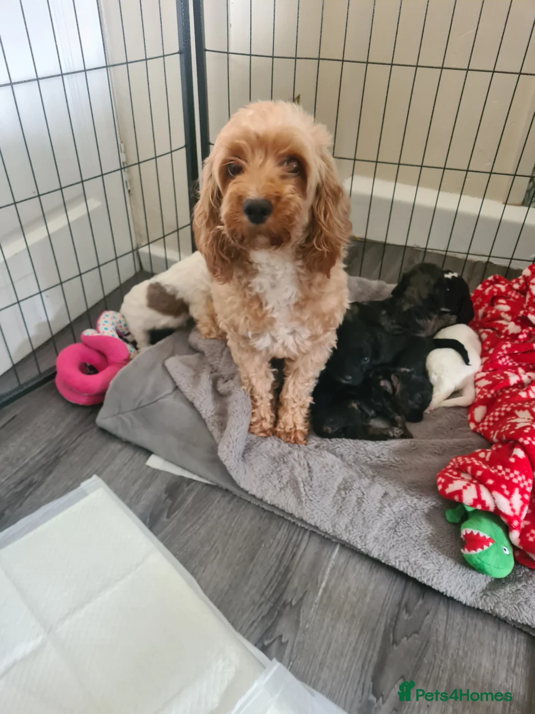 Cockapoo dogs for sale: Cockerpoo puppies  - Advert 1