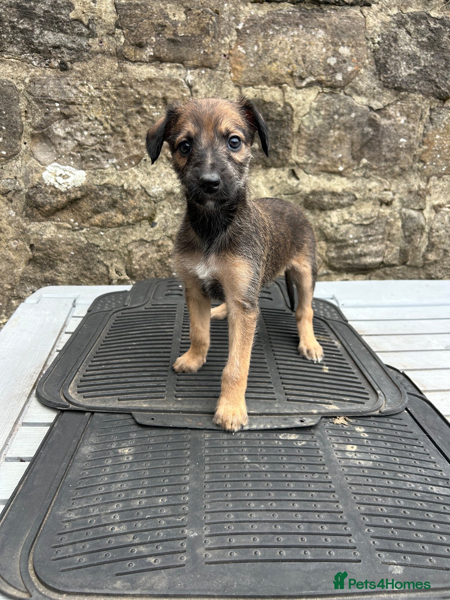 Lurcher dogs Bedlington whippet lurcher pups - Advert 8