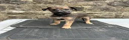 Lurcher dogs for sale: Bedlington whippet lurcher pups - Advert 4