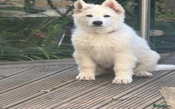 German Shepherd dogs for sale: Very special, super WHITE, LONG HAIRED GSD pups  - Image 9