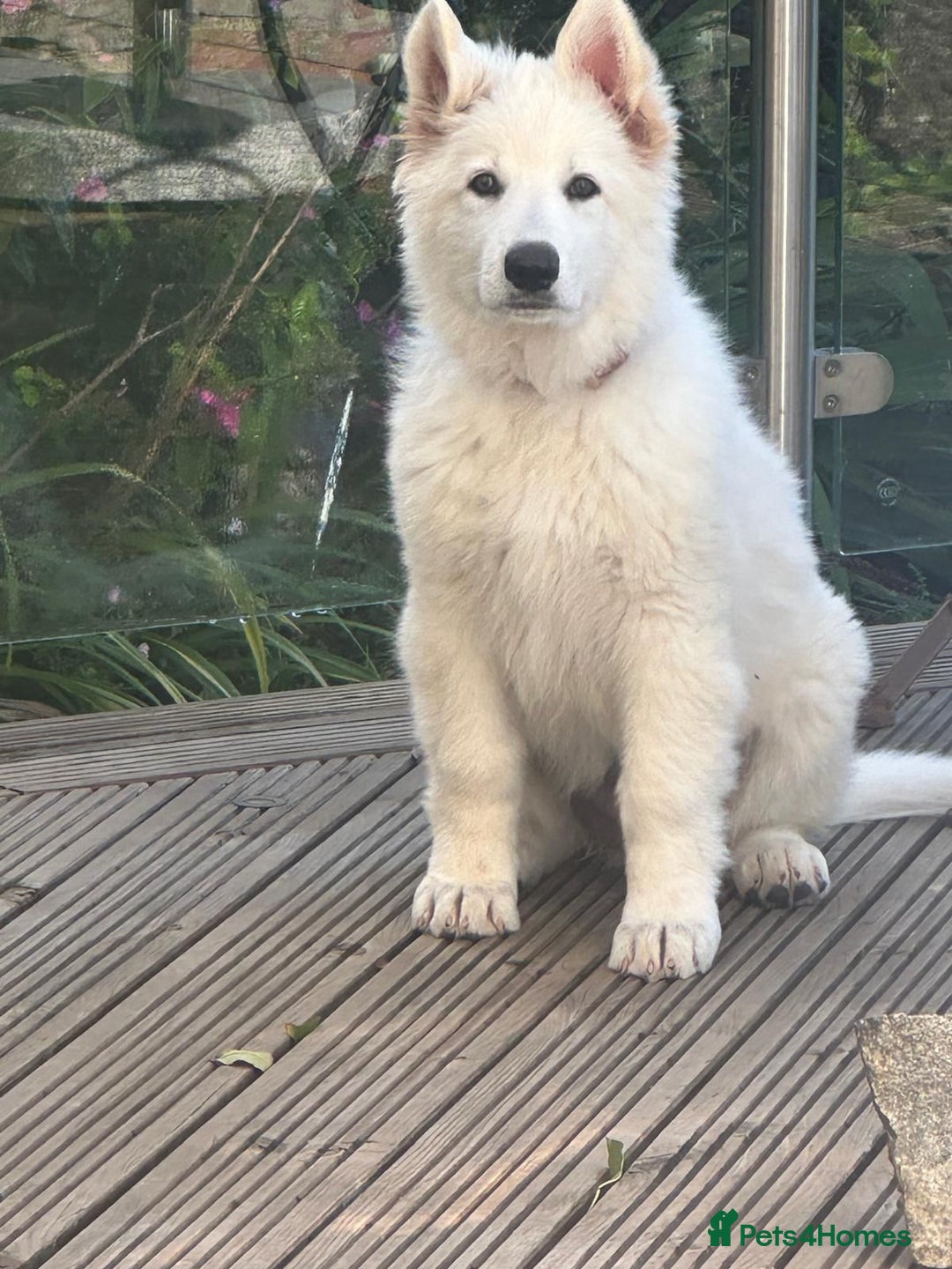 German Shepherd dogs for sale: Very special, super WHITE, LONG HAIRED GSD pups  - Image 9