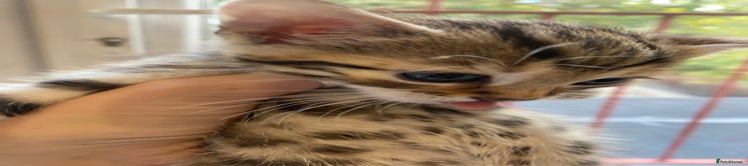 Bengal Kitten 3