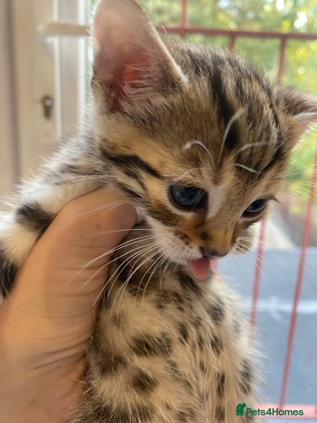 Bengal cats for sale: Bengal Cross Kittens  - Image 4
