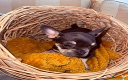 French Bulldog dogs for sale: Beautiful litter of French bulldog puppies  - Image 7