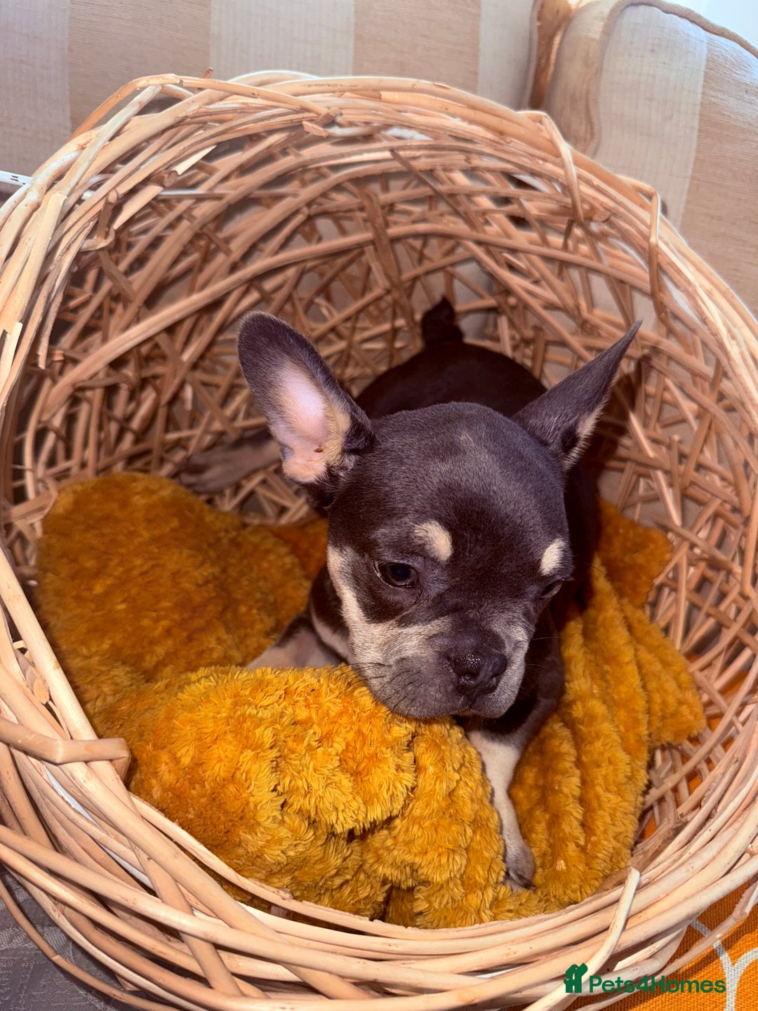 French Bulldog dogs for sale: Beautiful litter of French bulldog puppies  - Image 7