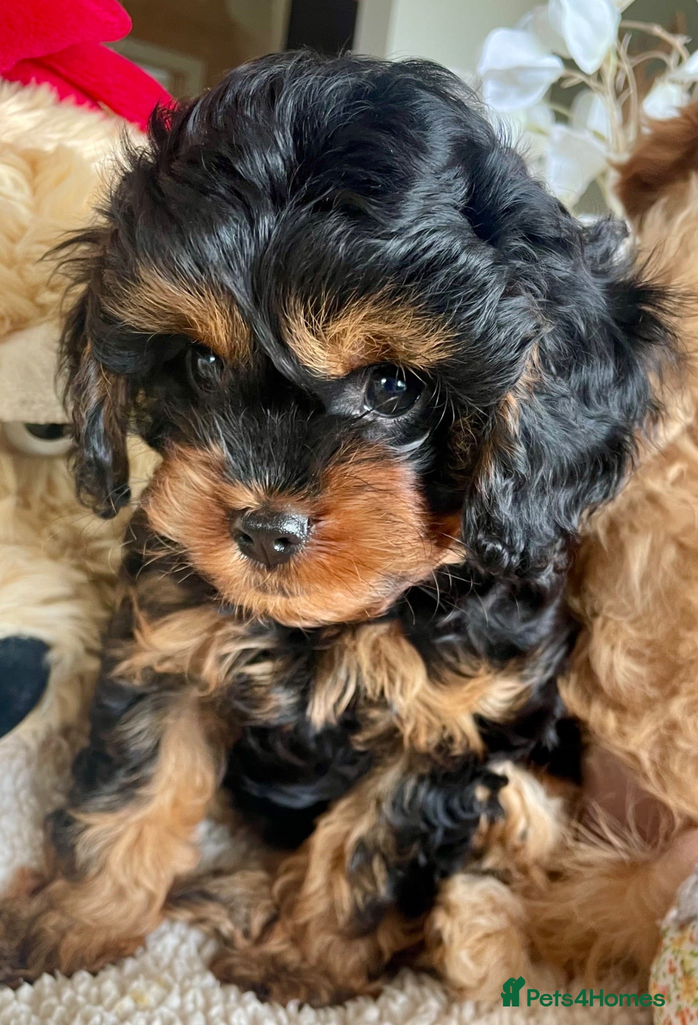 Cavapoo dogs Perfect Cavapoo pups - Advert 8