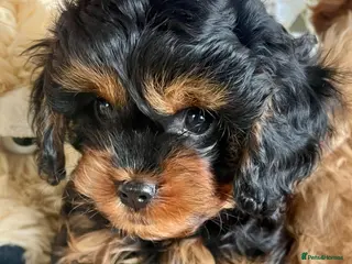Cavapoo dogs Perfect Cavapoo pups - Advert 8