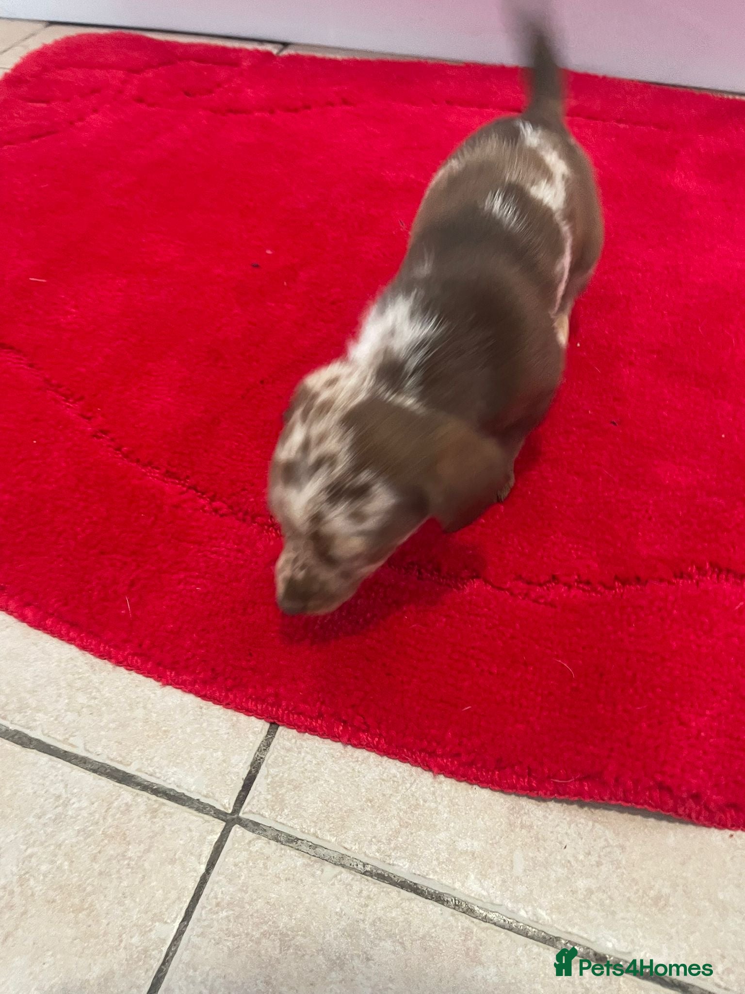 Mixed Breed dogs Dachshund x Jack Russel for sale - Advert 1
