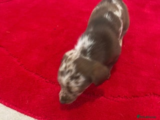 Mixed Breed dogs Dachshund x Jack Russel for sale - Advert 1