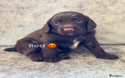 Cocker Spaniel dogs for sale: 🐾 Cocker Spaniel Puppies – Great FTC bloodlines - Image 5