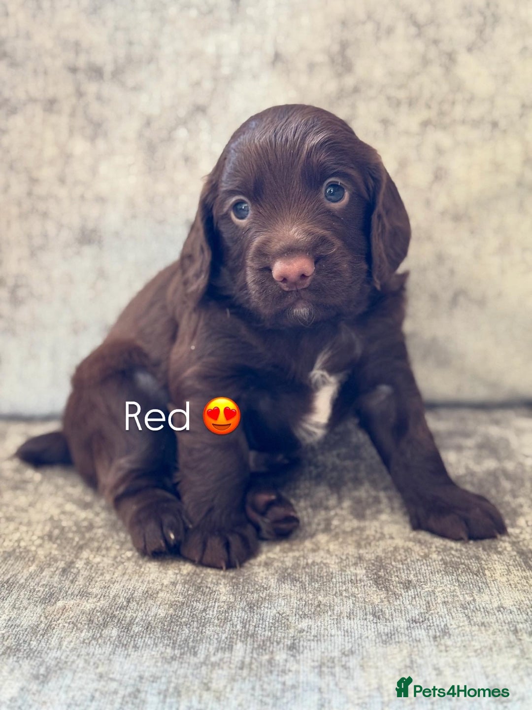 Cocker Spaniel dogs for sale: 🐾 Cocker Spaniel Puppies – Great FTC bloodlines - Image 5