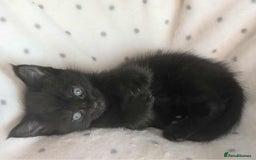 Ragdoll cats for sale: 2 Gorgeous Ragdoll kittens - Image 6