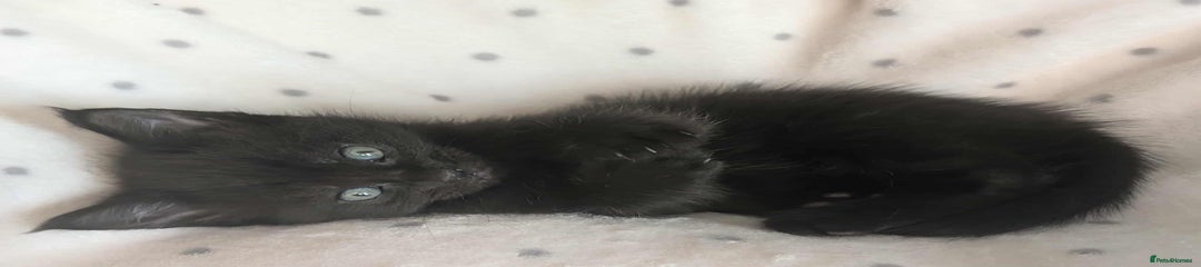 Ragdoll Kitten 2