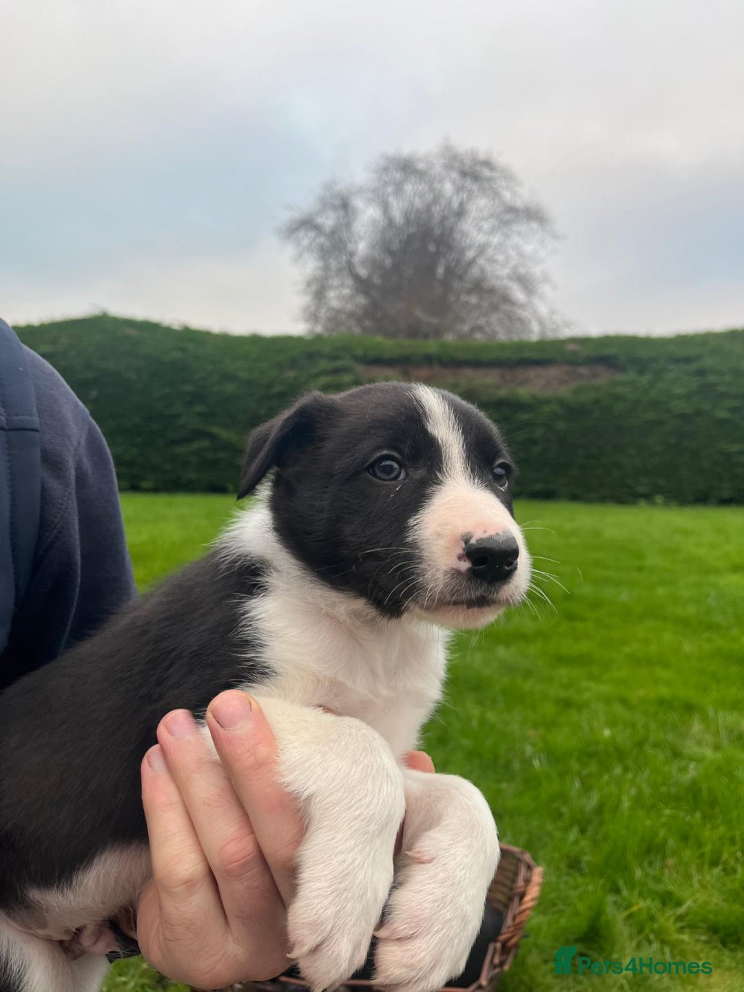 Border Collie dogs for sale: Adorable ISDS Border Collie Puppies - Advert 8