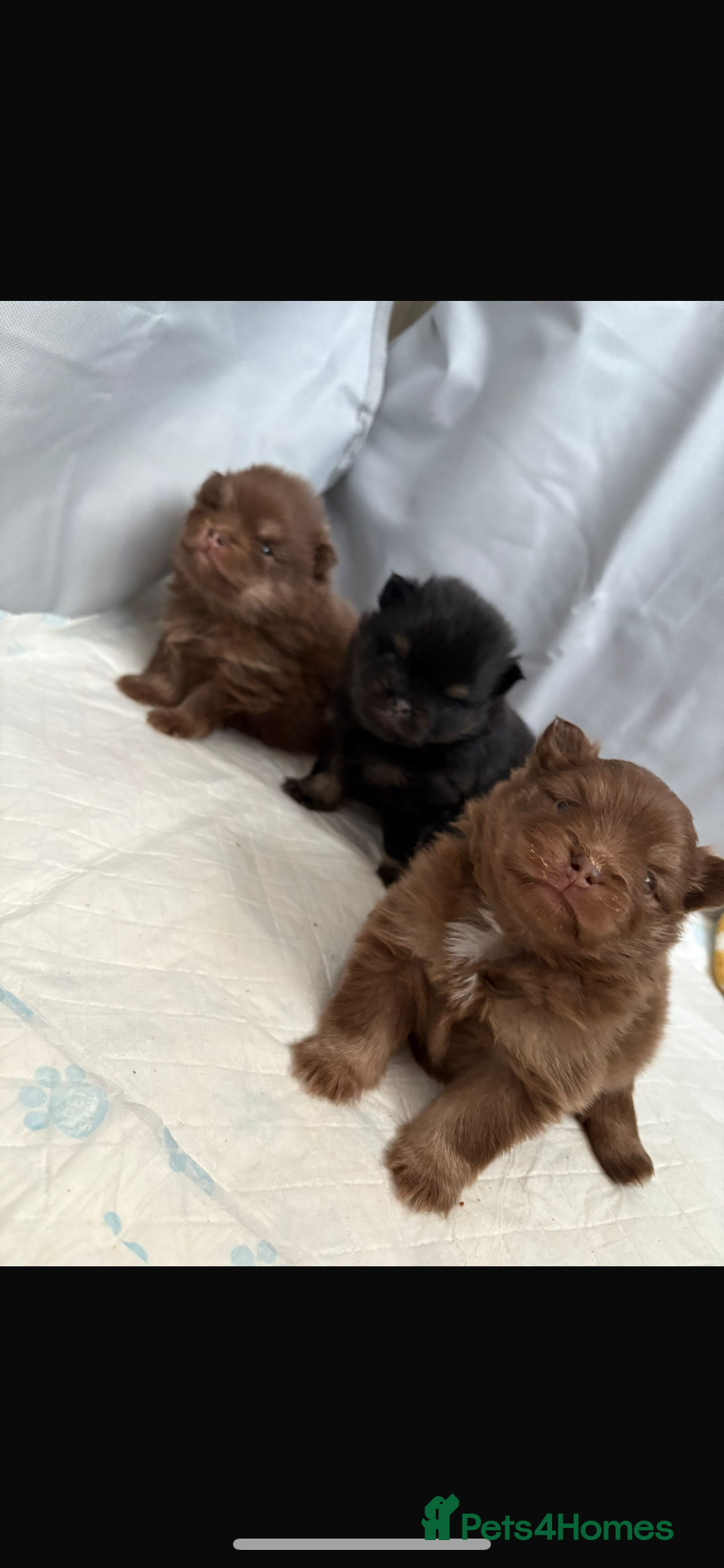 Pomeranian dogs  **  puppies ♥️ - Advert 11