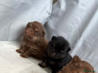 Pomeranian dogs ** puppies ♥️ - Advert 11