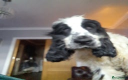 Cocker Spaniel dogs for sale: Female cocker spaniel  - Image 2