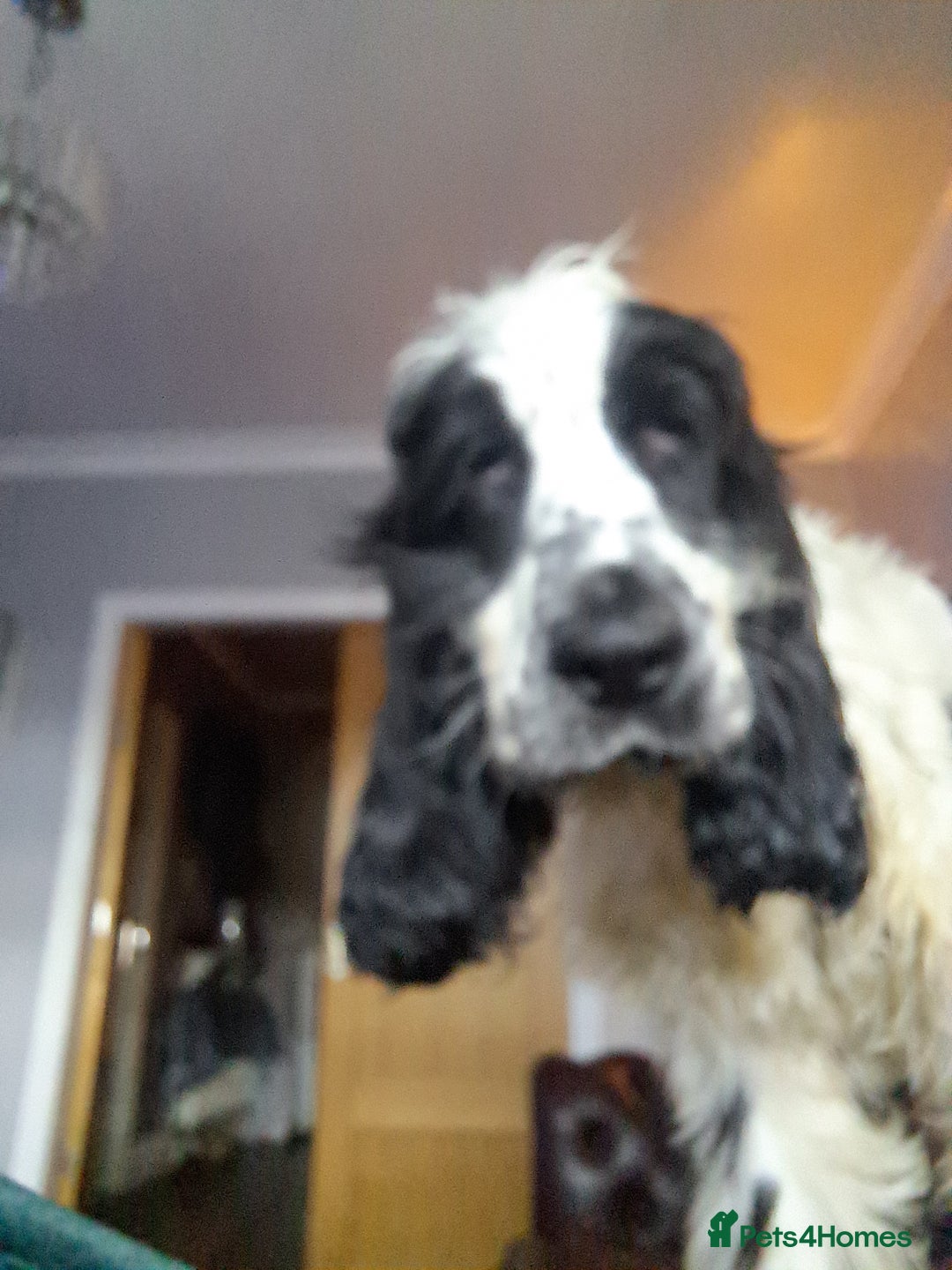Cocker Spaniel dogs for sale: Female cocker spaniel  - Image 2