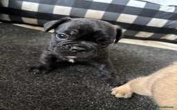 French Bulldog dogs for sale: 2 male frenchies  - Image 4