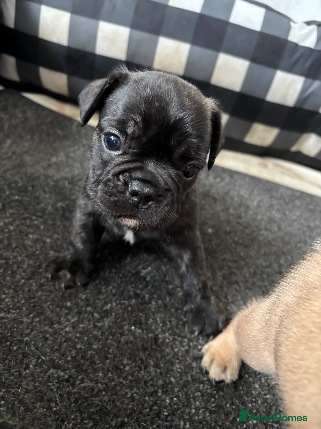 French Bulldog dogs for sale: 2 male frenchies  - Image 4