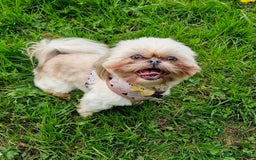 Shih Tzu dogs for sale: Shih Tzu  - Image 2