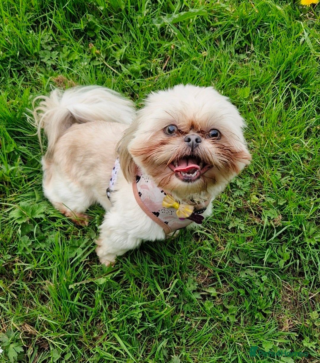 Shih Tzu dogs for sale: Shih Tzu  - Image 2
