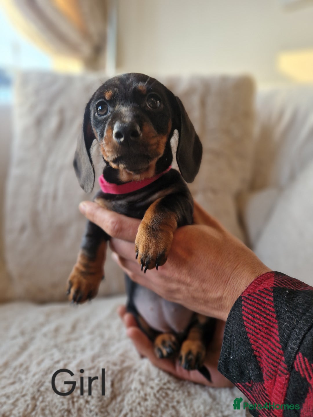 Miniature Dachshund dogs for sale: 💖 last Girl 💖 PRA clear. READY TO LEAVE. - Advert 1