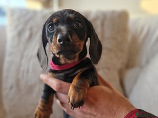 Miniature Dachshund dogs 💖 last Girl 💖 PRA clear. READY TO LEAVE. Reduced - Advert 6