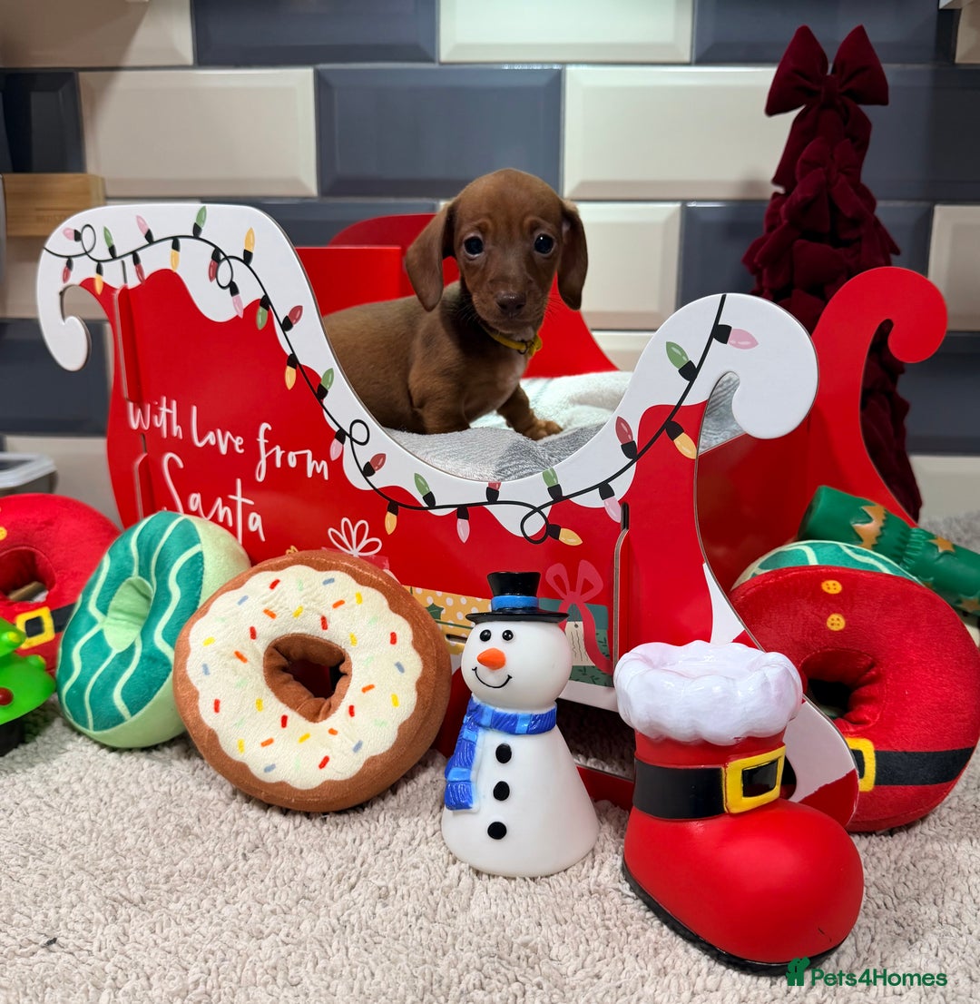 Miniature Dachshund dogs for sale: Outstanding kc reg pra clear minis  - Image 8