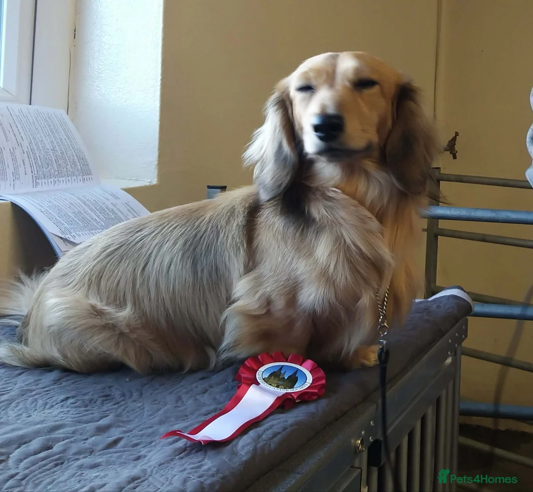 Miniature Dachshund dogs for stud: Debbiejay Hansel  - Advert 3