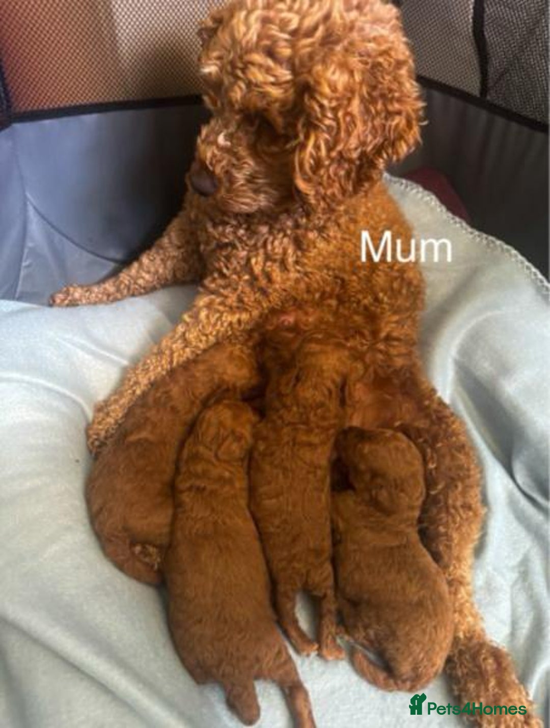 Toy Poodle dogs for sale: bundles of joy purebred toy poodle pups - Image 5