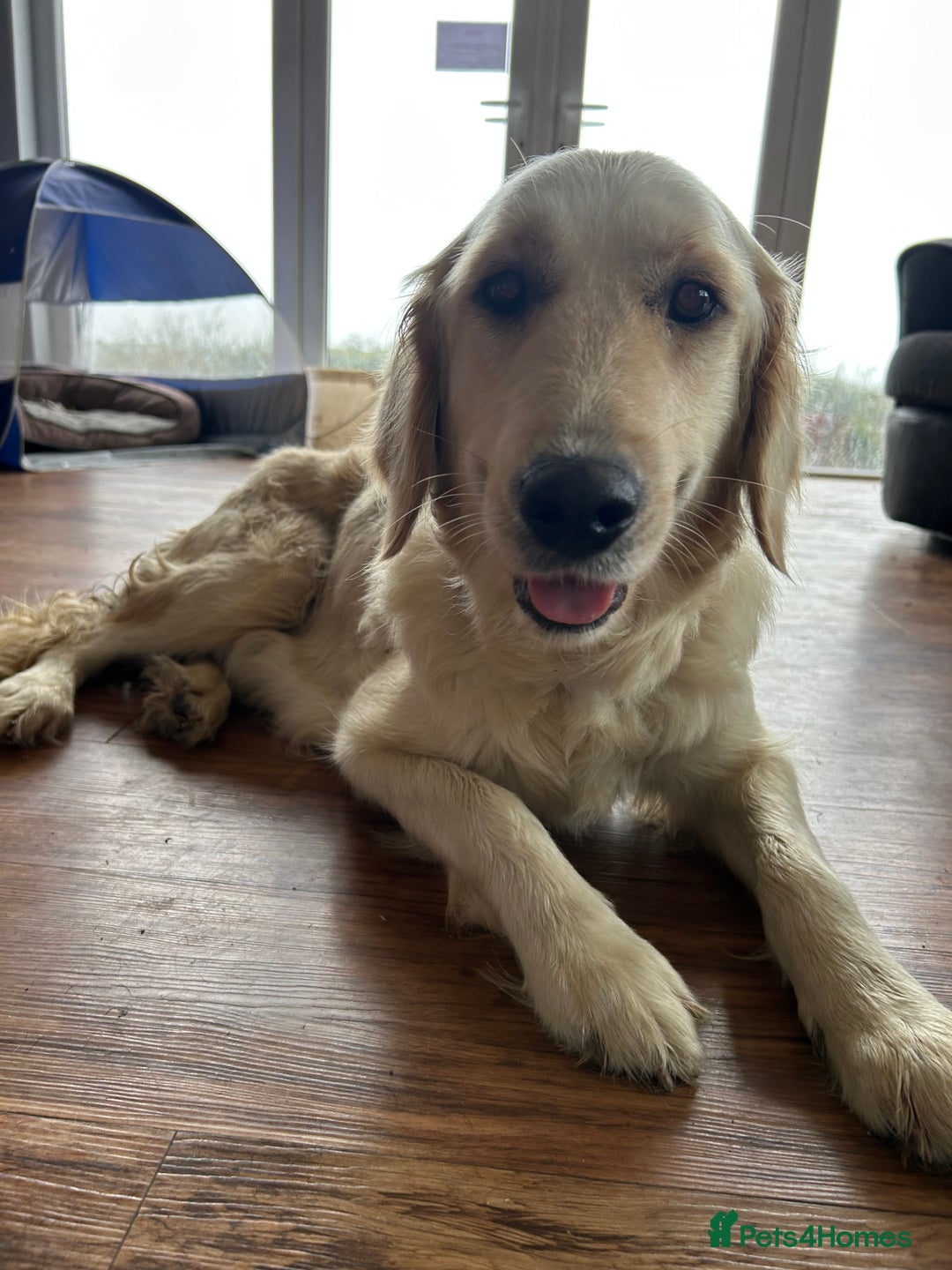 Golden Retriever dogs for sale: Beautiful golden retriever litter 🐶⭐️ - Image 30