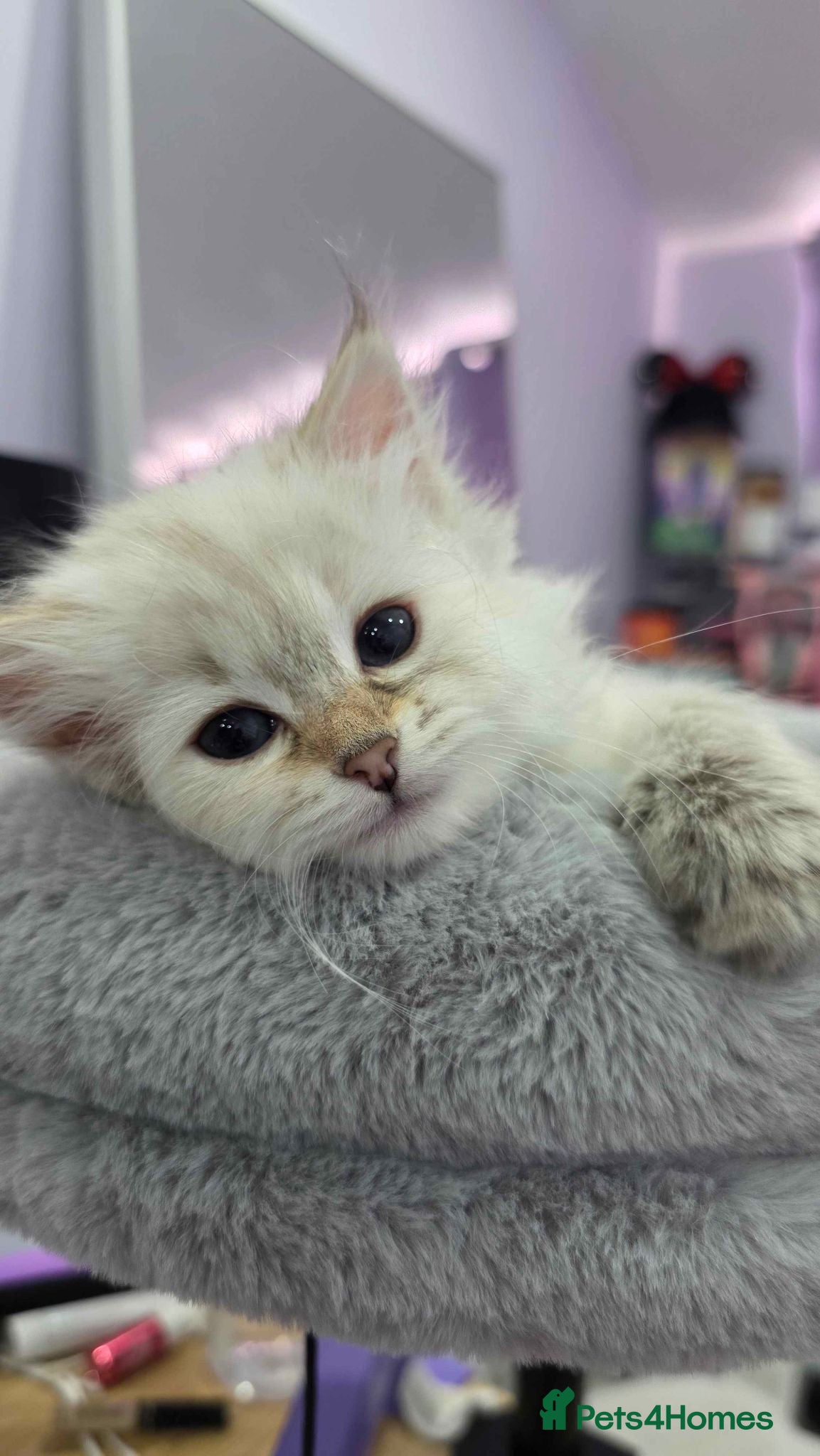 Siberian cats Purebred Siberian Kittens Indoor & Catio Home - Advert 8