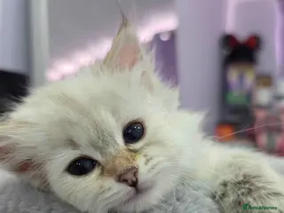 Siberian cats Purebred Siberian Kittens Indoor & Catio Home - Advert 8
