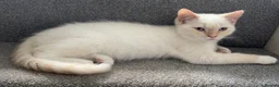 Persian cats for sale: Last Himalayan X Chinchilla Persian Kittens  - Advert 1