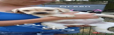 Labrador Retriever 5